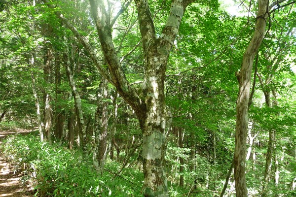 大野ヶ原のブナの原生林は、氷河期の生き残り！？