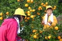 みかんの収穫体験の様子