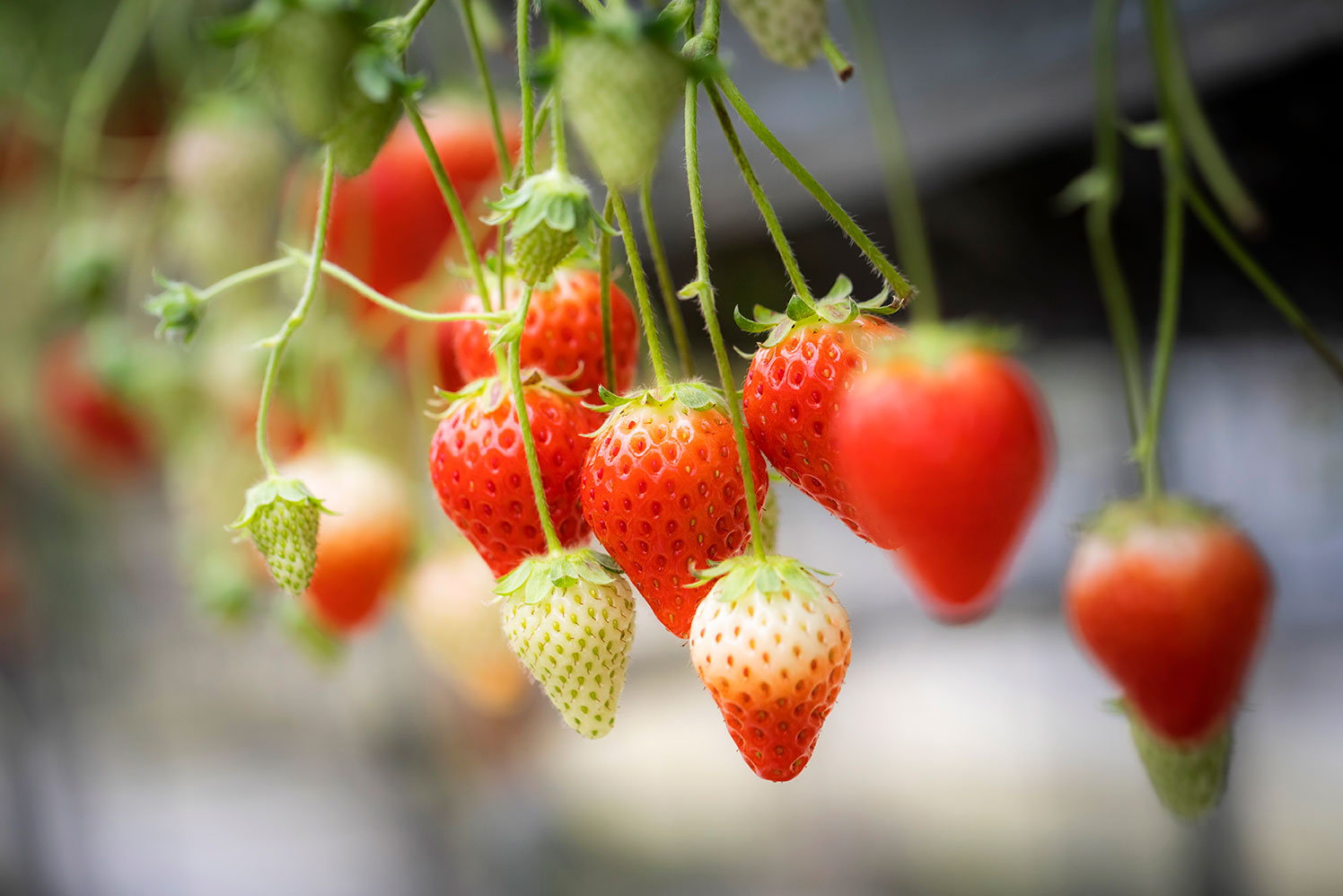 しまなみ大三島のいちご狩り（井上苺園） – えひめグリーン・ツーリズム